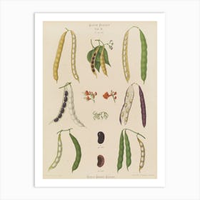 Peas And Beans 1 Art Print