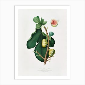 White Peel Fig (Ficus Carica Sativa) From Pomona Italiana (1817 1839), Giorgio Gallesio Art Print