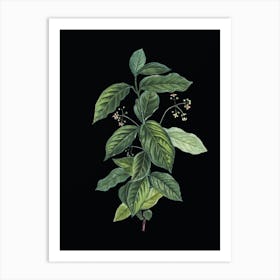 Vintage Broadleaf Spindle Botanical Illustration on Solid Black n.0527 Art Print