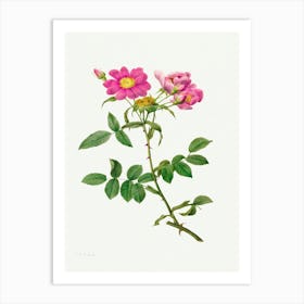 Rosa Collina Monsoniana (1817–1824), Pierre Joseph Redoute Art Print