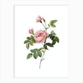 Vintage Pink Rose Turbine Botanical Illustration on Pure White n.0558 Art Print