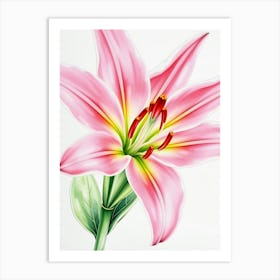 Pink Lily 1 Art Print