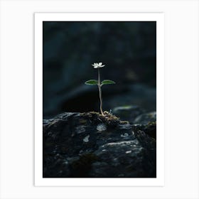 Small Flower On A Rock 1 Art Print