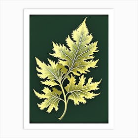 Tansy Leaf Vintage Botanical 2 Art Print