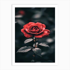 Red Rose 16 Art Print