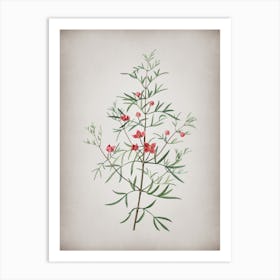 Vintage Boronia Pinnata Botanical on Parchment n.0971 Art Print