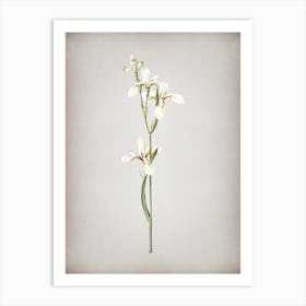 Vintage Siberian Iris Botanical on Parchment n.0715 Art Print