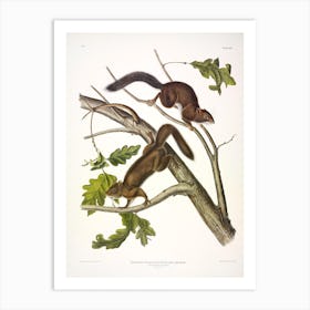 Soft Haired Squirrel, John James Audubon Art Print