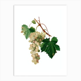 Vintage Muscat Grape Botanical Illustration on Pure White n.0521 Art Print