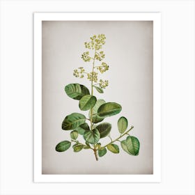 Vintage European Smoketree Botanical on Parchment n.0188 Art Print