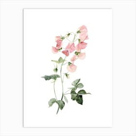 Sweet Peas 2 Art Print