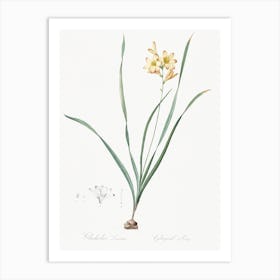 Gladiolus Lineatus Illustration From Les Liliacées, Pierre Joseph Redouté Art Print