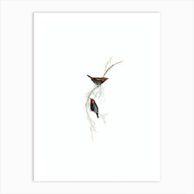 Vintage Painted Finch Bird Illustration on Pure White Art Print