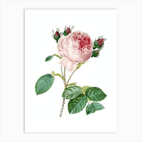 Vintage Centifolia Roses Botanical Illustration on Pure White n.0799 Art Print