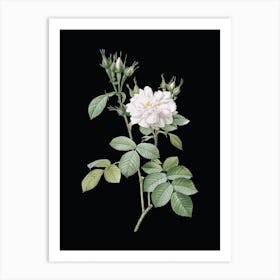 Vintage Autumn Damask Rose Botanical Illustration on Solid Black n.0553 Art Print