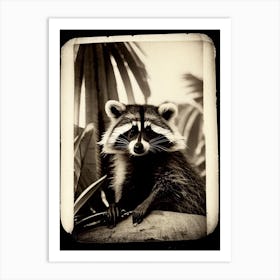 Racoon And Palm Trees Vintage Photography Art Print