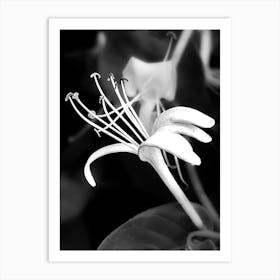 Honeysuckle BW Art Print