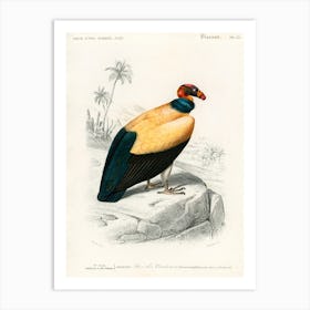 King Vulture (Sarcoramphus Papa), Charles Dessalines D' Orbigny Art Print