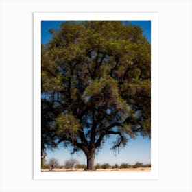 Tree In The Sahara Art Print