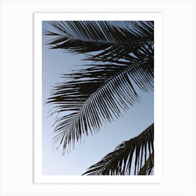 Palm Leaves On Blue Sky Art Print