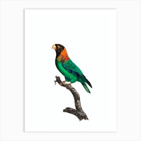 Vintage Caica Parrot Bird Illustration on Pure White Art Print