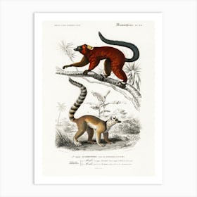 Lemur, Charles Dessalines D' Orbigny Art Print