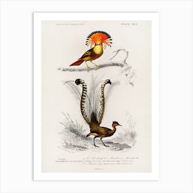 Different Types Of Birds, Charles Dessalines D'Orbigny 26 Art Print