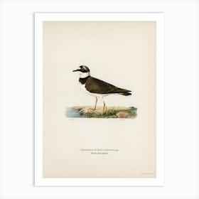 Little Ringed Plover, The Von Wright Brothers Art Print