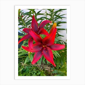 Red Lily Art Print