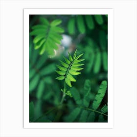 Green Leaf In The Forest Art Print