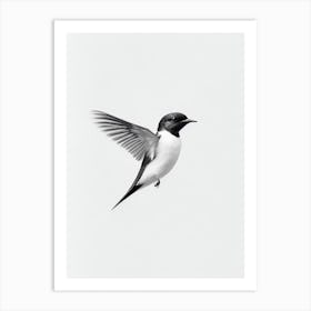 Swallow B&W Pencil Drawing 4 Bird Art Print