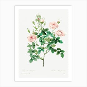 Rosier Pompon, Pierre Joseph Redoute Art Print