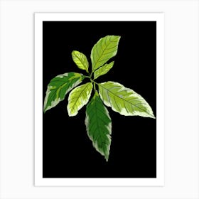 Leaf On A Black Background 1 Art Print