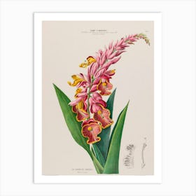 Orchid 1 Art Print