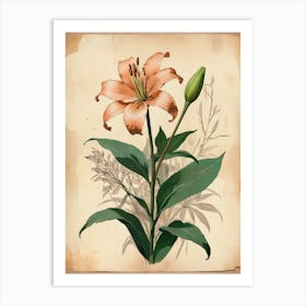 Vintage Of Herbarium Lilies Art Print