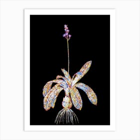 Stained Glass Scilla Lilio Hyacinthus Mosaic Botanical Illustration on Black n.0135 Art Print