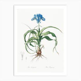 Iris Scorpiodes, Pierre Joseph Redoute Art Print