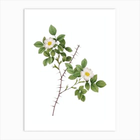 Vintage Spiny Leaf Rose of Dematra Botanical Illustration on Pure White n.0023 Art Print