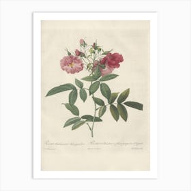 Rose Illustration, Pierre Joseph Redoute (87) Art Print