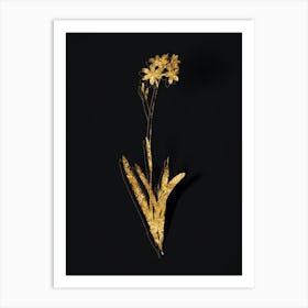 Vintage Corn Lily Botanical in Gold on Black n.0560 Art Print