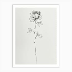 English Rose Black And White Line Drawing 27 Art Print