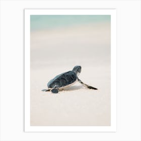 Baby Sea Turtle Art Print