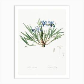 Dwarf Crested Iris Illustration From Les Liliacées (1805), Pierre Joseph Redoute Art Print