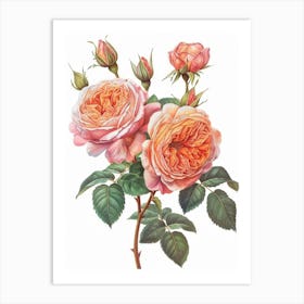 English Roses Painting Sketch Style 3 Art Print