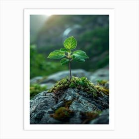 Small Tree On A Rock Art Print