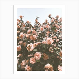 Pink Camellias Flowers Art Print