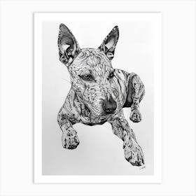 Miniature Bull Terrier Line Sketch 3 Art Print