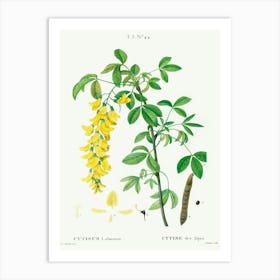 Common Laburnum, Pierre Joseph Redoute Art Print