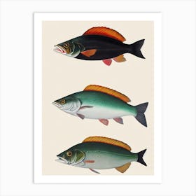 Mulloway Vintage Poster Art Print