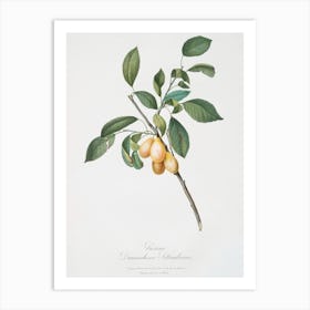 Plum (Prunus Damascena) From Pomona Italiana (1817 1839), Giorgio Gallesio Art Print